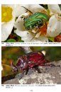 Insects and Arachnids of Sardinia / Insetti e Aracnidi di Sardegna