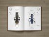 Tiger Beetles of Africa, Volume 1