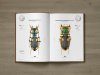 Tiger Beetles of Africa, Volume 1