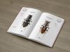 Tiger Beetles of Africa, Volume 1