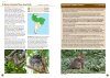 A Field Guide to the Larger Mammals of South America