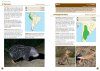 A Field Guide to the Larger Mammals of South America