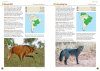 A Field Guide to the Larger Mammals of South America