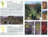 Le Roux and Müller's Field Guide to the Trees & Shrubs of Namibia