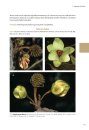 Flora of Guyana, Suriname and French Guiana: Annonaceae