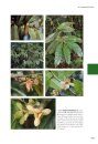 Flora of Guyana, Suriname and French Guiana: Annonaceae