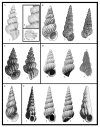 Censimento della Malacofauna Calabriana Italiana, Gasteropodi 2 [Census of the Italian Calabrian Malacofauna, Gastropods 2]