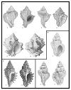 Censimento della Malacofauna Calabriana Italiana, Gasteropodi 2 [Census of the Italian Calabrian Malacofauna, Gastropods 2]
