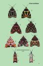 Polillas de Colombia: Guía de Campo [Moths of Colombia: Field Guide]