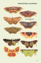 Polillas de Colombia: Guía de Campo [Moths of Colombia: Field Guide]