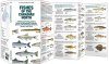 Fishes of the Canadian North