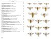 Moths of Europe, Volume 8