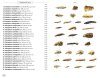 Moths of Europe, Volume 8