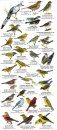 Costa Rica: Birds of the Nicoya Peninsula and the Guanacaste Dry Forest [English / Spanish]