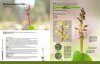 Orchideeën in Nederland: Ecologie, Determinatie & Beheer [Orchids in the Netherlands: Ecology, Identification & Management]