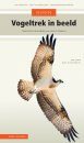Veldgids Vogeltrek in Beeld: Trekvogels Herkennen aan Hun Vliegbeeld [Field Guide to Bird Migration: Recognizing Migratory Birds by Their Silhouette]