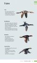 Veldgids Vogeltrek in Beeld: Trekvogels Herkennen aan Hun Vliegbeeld [Field Guide to Bird Migration: Recognizing Migratory Birds by Their Silhouette]