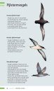 Veldgids Vogeltrek in Beeld: Trekvogels Herkennen aan Hun Vliegbeeld [Field Guide to Bird Migration: Recognizing Migratory Birds by Their Silhouette]