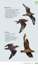 Veldgids Vogeltrek in Beeld: Trekvogels Herkennen aan Hun Vliegbeeld [Field Guide to Bird Migration: Recognizing Migratory Birds by Their Silhouette]