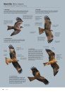 ID Handbook of European Birds (2-Volume Set)