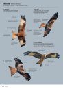 ID Handbook of European Birds (2-Volume Set)