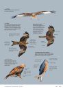 ID Handbook of European Birds (2-Volume Set)