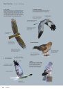 ID Handbook of European Birds (2-Volume Set)