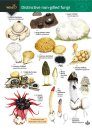 Distinctive Non-Gilled Fungi