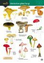 Distinctive Gilled Fungi