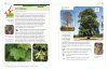 An Identification Guide to Trees of Britain and North-West Europe