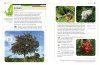 An Identification Guide to Trees of Britain and North-West Europe