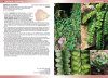 Flowering Plants & Ferns of Ascension Island