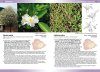 Flowering Plants & Ferns of Ascension Island