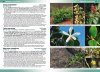 Flowering Plants & Ferns of Ascension Island