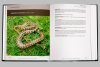 Anfibios y Reptiles de las Sierras de Ventania [Amphibians and Reptiles of the Sierras de Ventania]