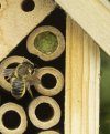 Insect House