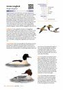 Handboek Vogels van Nederland [Handbook of Birds of the Netherlands]