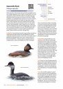 Handboek Vogels van Nederland [Handbook of Birds of the Netherlands]