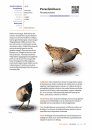 Handboek Vogels van Nederland [Handbook of Birds of the Netherlands]