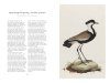 Ferdinand Bauer's Remarkable Birds