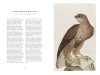 Ferdinand Bauer's Remarkable Birds