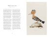 Ferdinand Bauer's Remarkable Birds