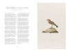 Ferdinand Bauer's Remarkable Birds