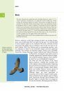 Crossbill Guide: Western Andalucía