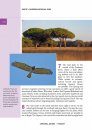 Crossbill Guide: Tuscany, Italy