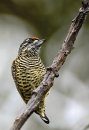 Oiseaux de Guyane: Manuel d'identification [Birds of French Guiana: Identification Handbook]