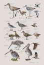 Oiseaux de Guyane: Manuel d'identification [Birds of French Guiana: Identification Handbook]