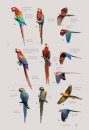 Oiseaux de Guyane: Manuel d'identification [Birds of French Guiana: Identification Handbook]