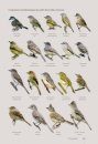Oiseaux de Guyane: Manuel d'identification [Birds of French Guiana: Identification Handbook]
