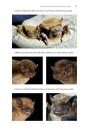 Identifying Bats of Britain and Ireland